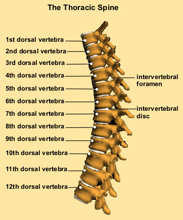 thoracic spine anatomy pictures